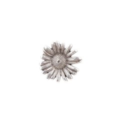 Concho Daisy-2