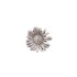 Concho Daisy-2