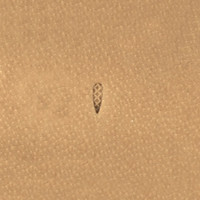 Штамп A104-2 (Velikanov)