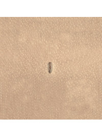 Штамп P999 (Velikanov)