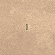 Штамп P999 (Velikanov)