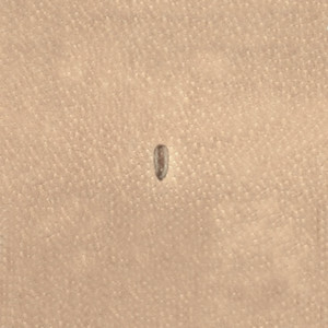 Штамп P999 (Velikanov) Штамп P999 (Velikanov)