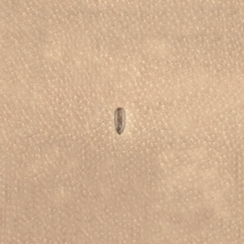 Stamp P999 (Velikanov)
